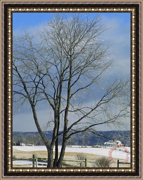 Raymond Gehman The Frozen Branches of a Tree Sparkle in The Sunlight Waynesboro Pennsylvania Framed Print