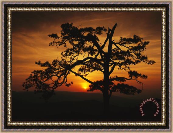 Raymond Gehman The Silhouette of a Pine Tree on Ravens Roost Overlook Framed Print