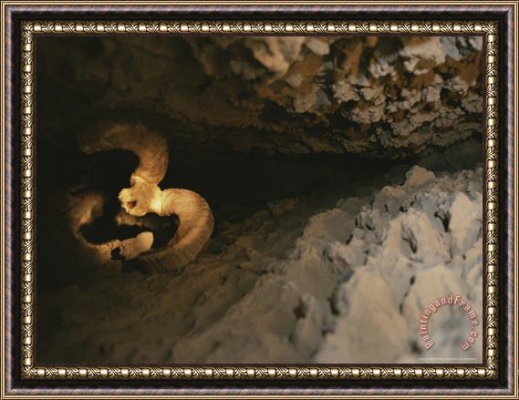 Raymond Gehman The Skull of a Dall S Sheep Wedged in an Igloo Cave Crevice Framed Print