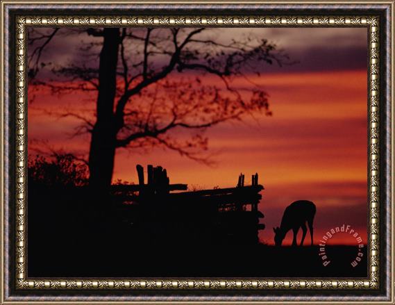 Raymond Gehman The Sunset Silhouettes a White Tailed Deer Near a Fence Framed Painting