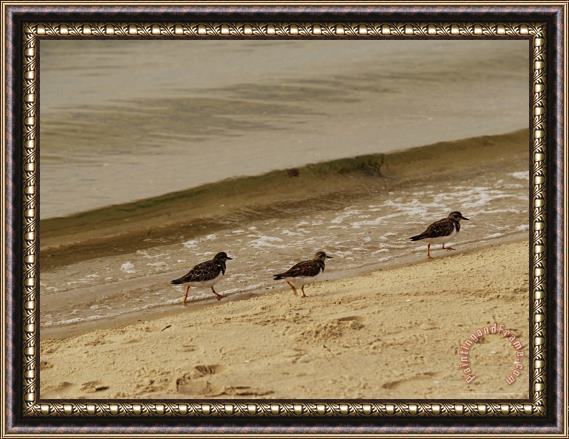 Raymond Gehman Three Sandpipers Walking at Surf S Edge Framed Painting