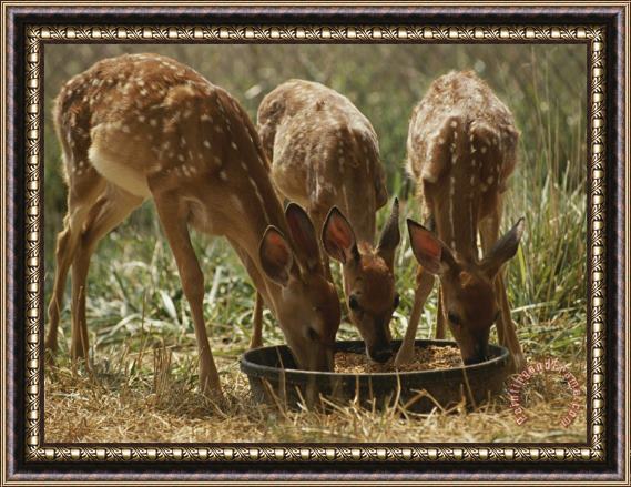 Raymond Gehman Three White Tailed Deer Fawns Odocoileus Virginianus Eat From a Bowl of Grain Framed Print