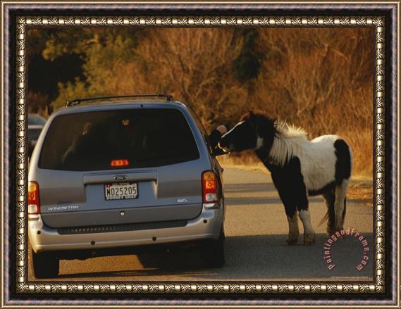 Raymond Gehman Tourists Petting a Wild Chincoteague Pony on Wildlife Loop Drive Framed Painting