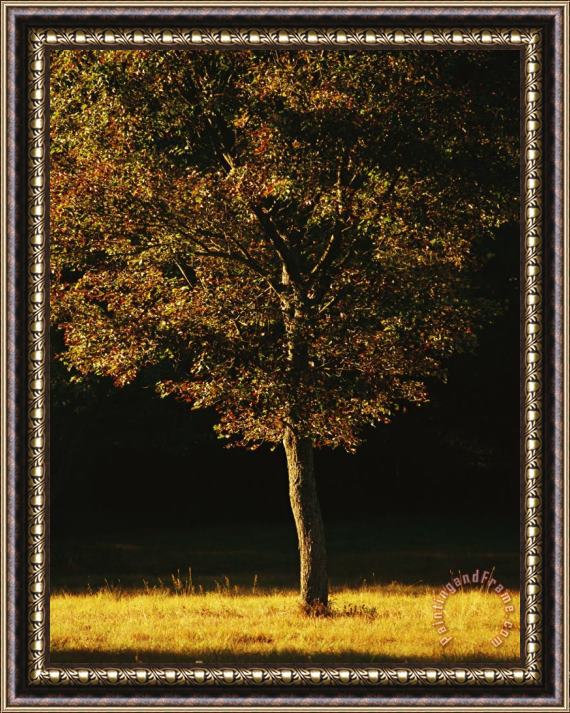 Raymond Gehman Tree Bathed in Sunlight in The Fall Framed Painting