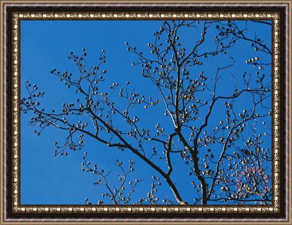 Raymond Gehman Tree Branches in Sunlight Viewed Against a Cloudless Blue Sky Framed Painting