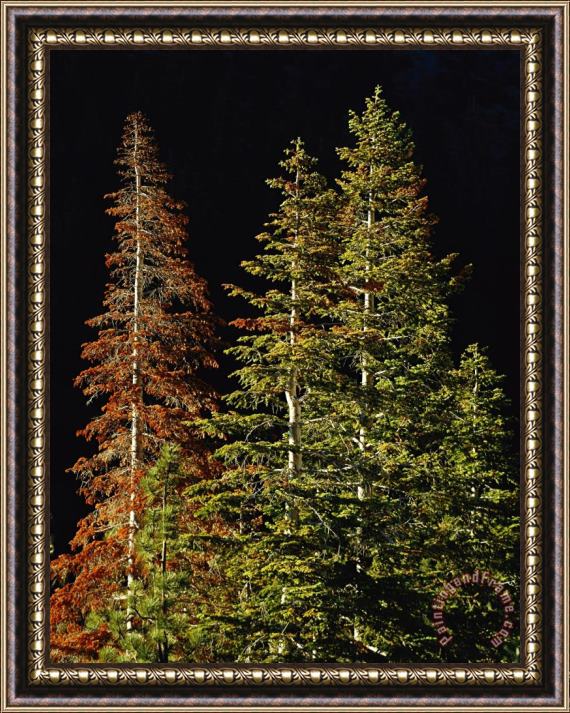 Raymond Gehman Trees Against a Black Background Framed Painting