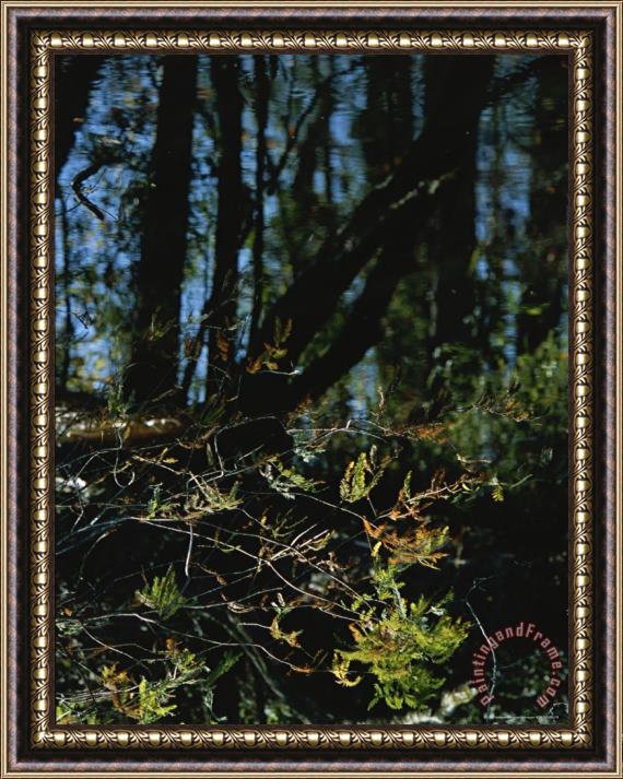 Raymond Gehman Trees Cast Reflections on The Calm Water of Washington Ditch Framed Print