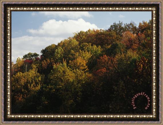Raymond Gehman Trees in Autumn Foliage on a Hillside Framed Print