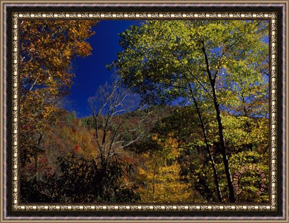 Raymond Gehman Trees in Autumn Hues on The Mountains Near Whitewater Falls Framed Print