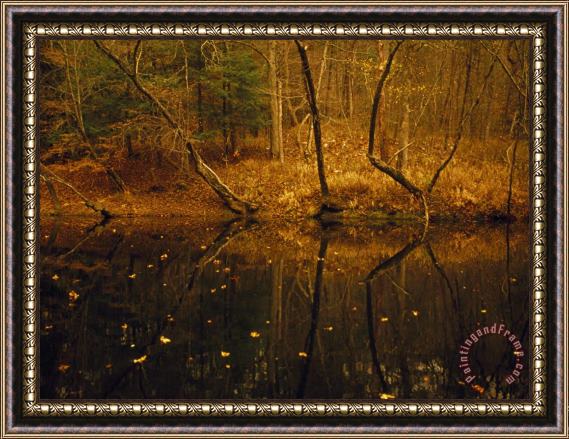 Raymond Gehman Trees Leaning Over The Obed River in The Potters Ford Area in Autumn Framed Print