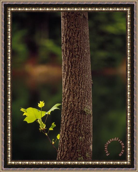Raymond Gehman Tulip Poplar Tree Trunk with a Small Leafy Twig Framed Print
