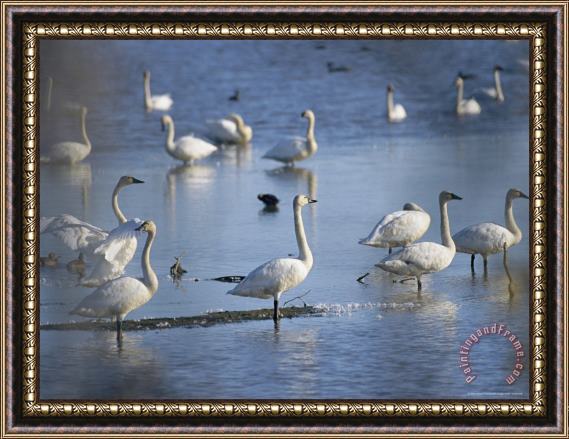Raymond Gehman Tundra Swans Feed on a Pond in The Mackenzie River Delta Framed Painting