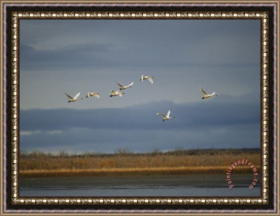 Raymond Gehman Tundra Swans Fly Over The Mackenzie River Framed Painting