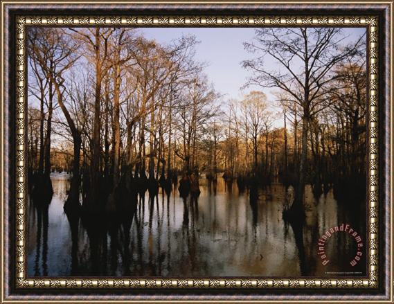 Raymond Gehman Tupelo Cypress And Gum Trees Reflected on Water at Sunrise Framed Painting