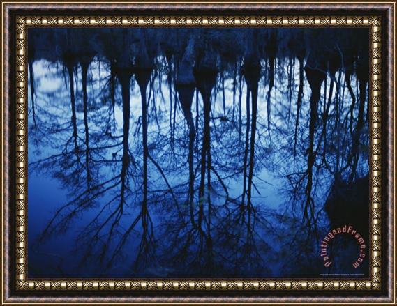 Raymond Gehman Twilight View of Bald Cypress Trees Reflected on Water Framed Print