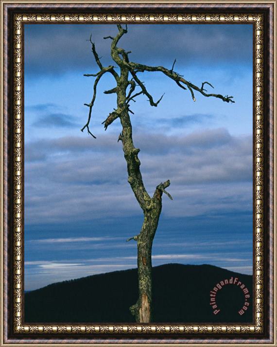 Raymond Gehman Twilight View of Old Rag Mountain with Dead Tree Snag Framed Print