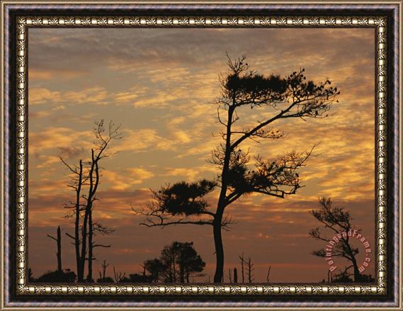 Raymond Gehman Twilight View of Silhouetted Loblolly Pines on a Marsh Trail Framed Print