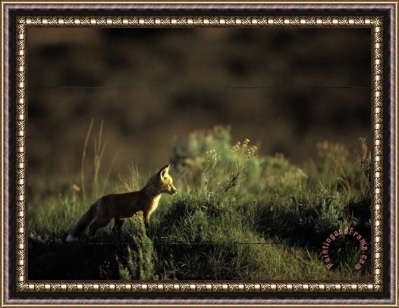 Raymond Gehman Two Month Old Red Fox Pup Sniffs The Air Outside Its Den Framed Painting
