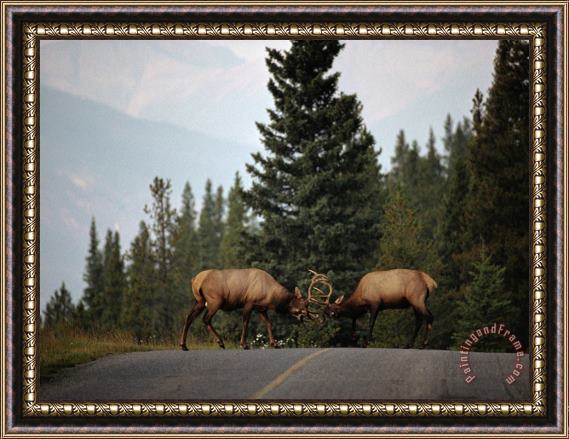 Raymond Gehman Two Sparring Bull Elk Halt Traffic on a Park Road Framed Painting