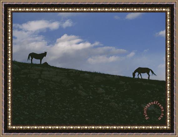 Raymond Gehman Two Wild Horses Are Silhouetted by The Setting Sun Framed Print