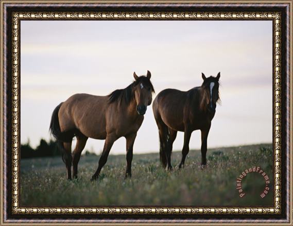 Raymond Gehman Two Wild Horses Walk Across a Meadow in The Bighorn Canyon National Recreation Area Framed Print