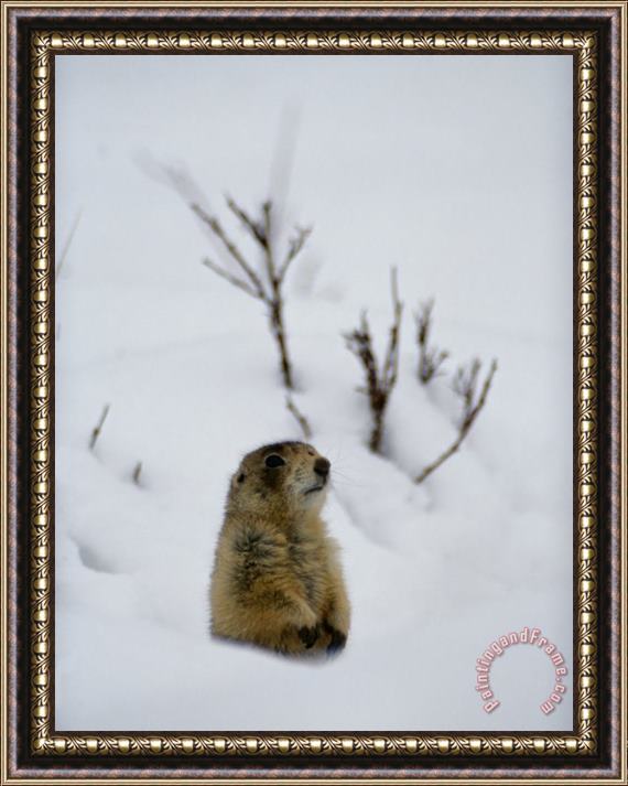 Raymond Gehman Utah Prairie Dog Pokes Through Heavy Snow Framed Painting