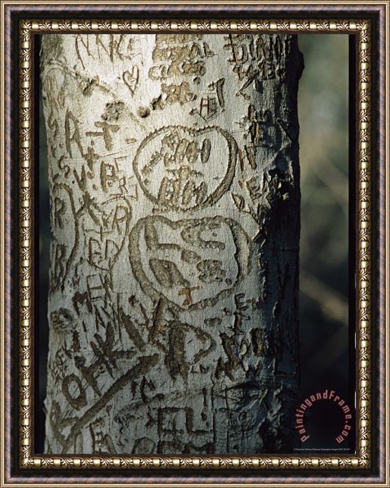 Raymond Gehman Vandalized Tree Trunk with Carved Initials in It Framed Print