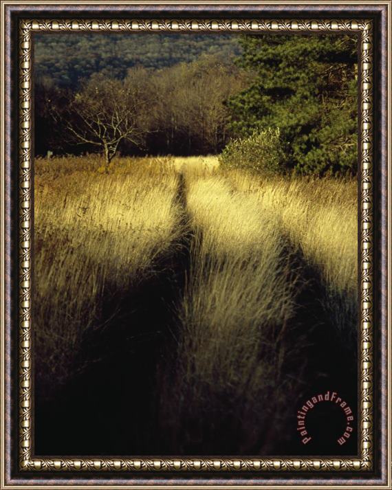 Raymond Gehman Vehicle Tracks Through Tall Golden Grasses in a Field Framed Painting