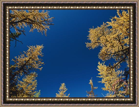 Raymond Gehman View Looking Upwards at The Blue Sky Framed by Trees Framed Painting