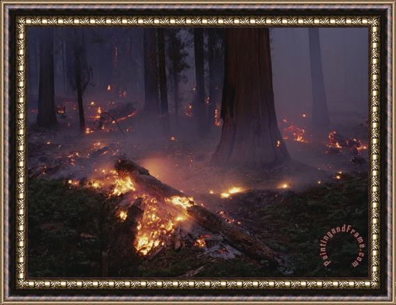 Raymond Gehman View of a Controlled Fire in a Stand of Giant Sequoia Trees Framed Print