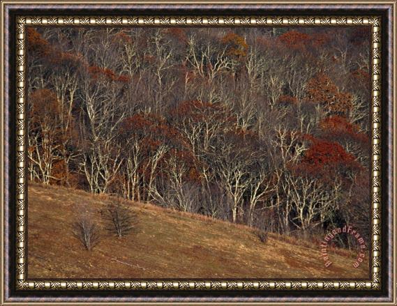 Raymond Gehman View of Max Patch in Autumn From The Appalachian Trail Framed Painting