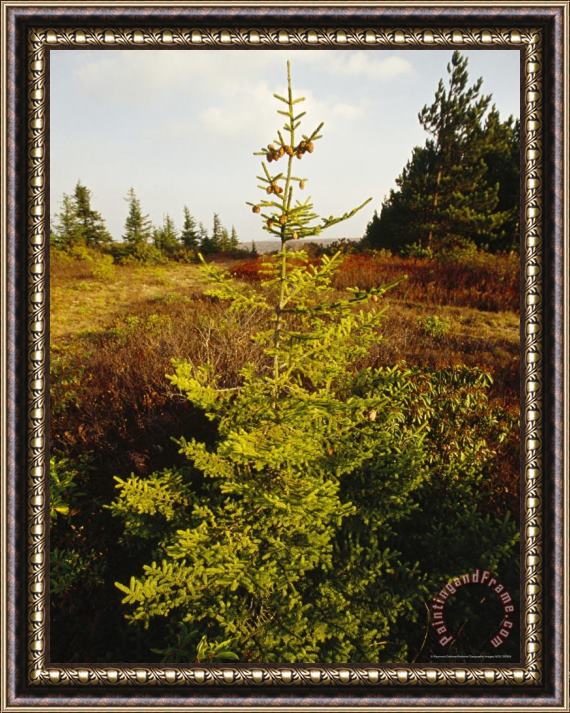 Raymond Gehman View of Red Spruce And Heath Barren And Blueberry Bushes Framed Painting