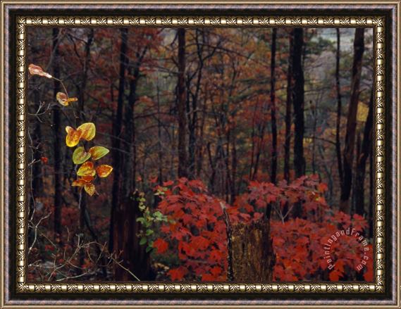 Raymond Gehman Vine Highlights Appalachian Woodlands Along Paint Mountain Road Framed Painting