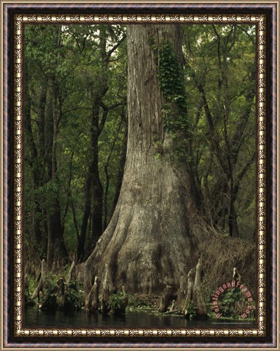 Raymond Gehman Vines And Lichen Cover an Oak Tree in a Foggy Forest Framed Painting