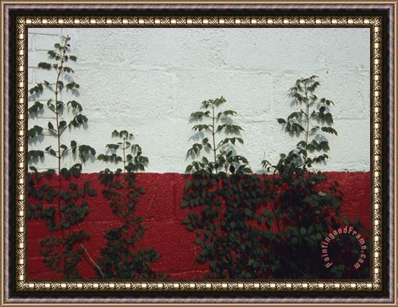 Raymond Gehman Vines Grow Up The Side of a Cinder Block Garage Framed Painting