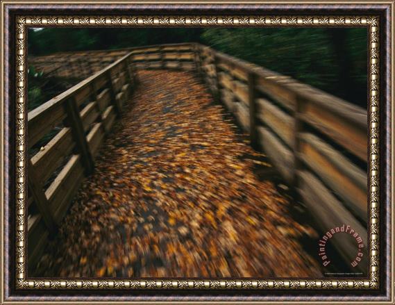 Raymond Gehman Walkway to The Pier at Lake Waccamaw with Golden Autumn Leaves Near Lake Waccamaw Framed Print
