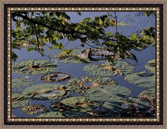 Raymond Gehman Water Lily Pads on The Surface of Hematite Lake Framed Print