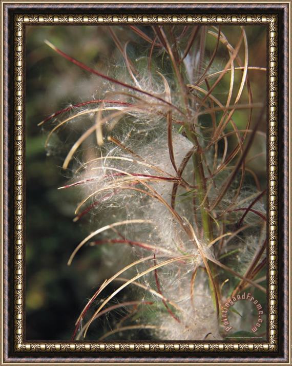 Raymond Gehman Weed Releases Its Fluffy Seeds Framed Print