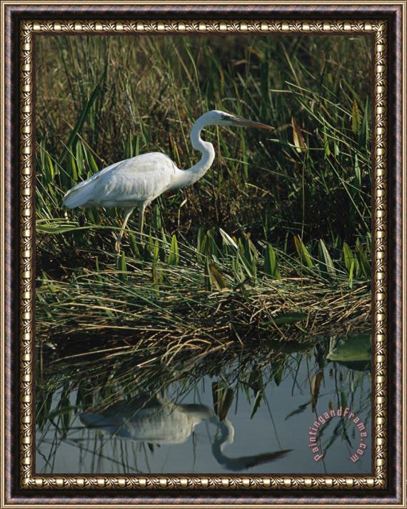 Raymond Gehman White Great Blue Heron in Pickerel Weeds And Marsh Reeds Framed Painting