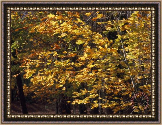 Raymond Gehman White Poplar Tree with Autumn Hues Blowing in a Stiff Breeze Framed Print