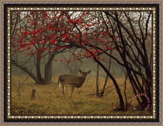 Raymond Gehman White Tailed Deer Doe in a Foggy Forest Clearing in Autumn Framed Print