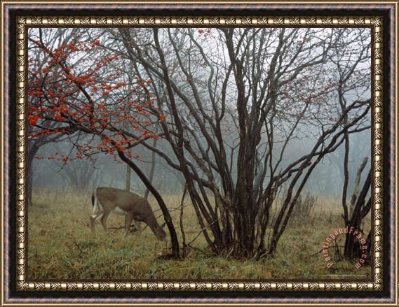 Raymond Gehman White Tailed Deer Forages Near a Serviceberry Tree Framed Painting
