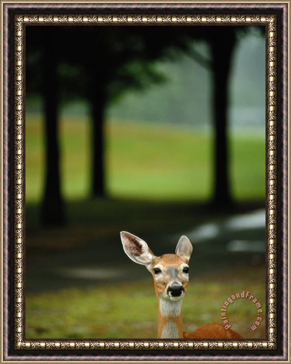 Raymond Gehman White Tailed Deer Foraging on Grass Framed Painting