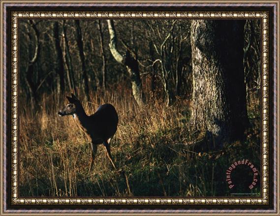 Raymond Gehman White Tailed Deer Standing Near Oak Tree at Woods Edge Framed Print