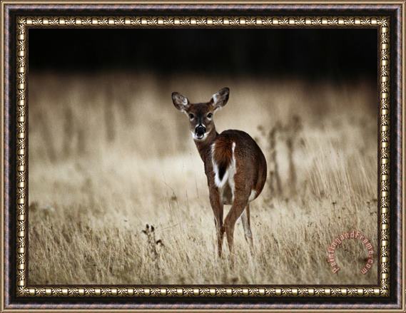 Raymond Gehman White Tailed Deer Vocalizing in Meadow Area Framed Painting