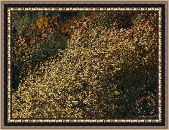 Raymond Gehman Wild Cherry Tree Leaves Blowing in The Wind Framed Painting