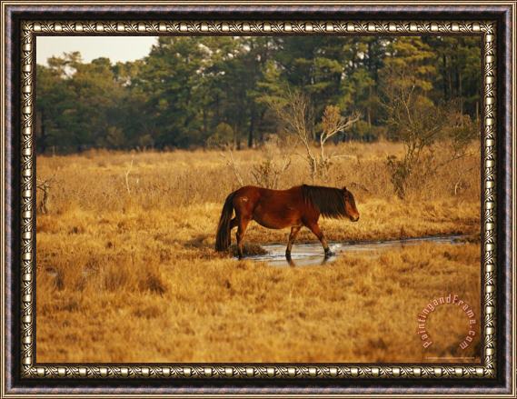 Raymond Gehman Wild Chincoteague Pony Crossing a Marsh Near a Maritime Forest Framed Print