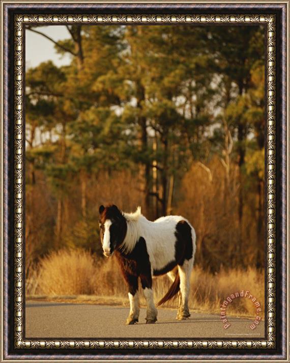 Raymond Gehman Wild Chincoteague Pony on a Paved Road Near a Loblolly Forest Framed Painting