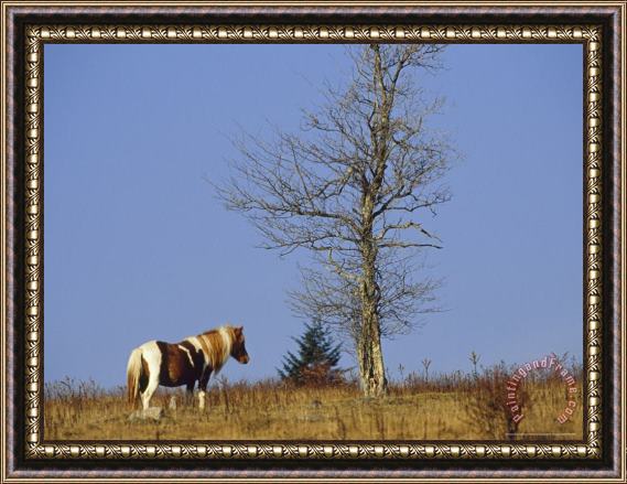 Raymond Gehman Wild Horse And an Ash Tree on The Appalachian Trail Framed Painting