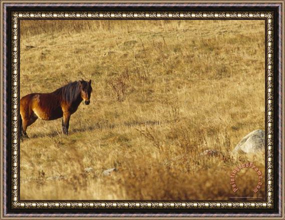 Raymond Gehman Wild Horse on The Appalachian Trail Framed Painting